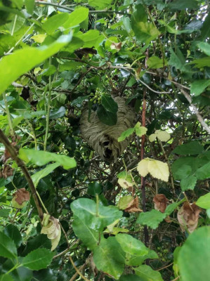 Wapses nest - own work