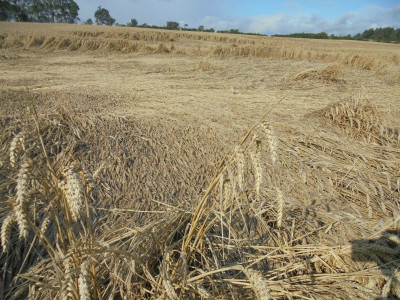 Past the flattened wheat