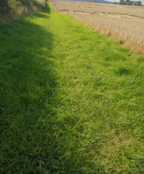 Follow the green grass path