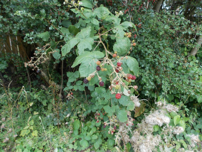 DSCN0081.JPG
