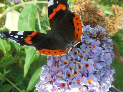Falcon Original<br />Beautiful Butterfly on mixed opinion Buddleia!<br />One of the few plants that keeps Butterflies still enough to photograph them!