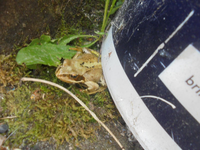 Faclon Original<br />Well-Loved Tales<br />The Frog and The Paint Tin