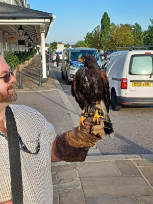 Trigger, the Harris Hawk, at Bicester.