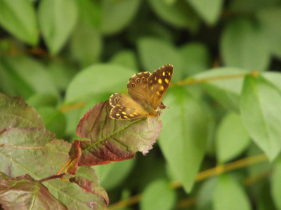 Early morning butterfly.