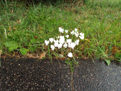 Flowers.