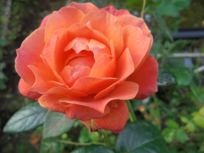 DSC04833.JPG