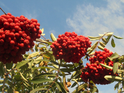 Carolina Oliphant ( Lady Nairne)...The Rowan Tree<br />How rich and gay thy autumn dress,<br />Wi' berries red and bright.