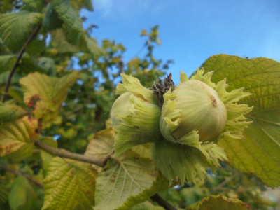 Blue Sky Hazel Nuts <br />Falcon Original