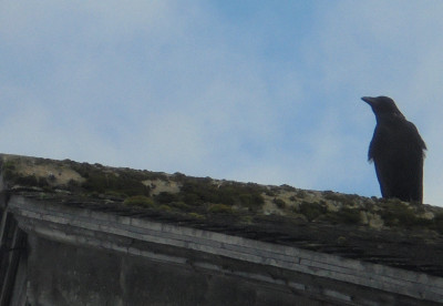 Northumberland Black Penguin
