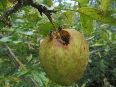 Wasp Feast