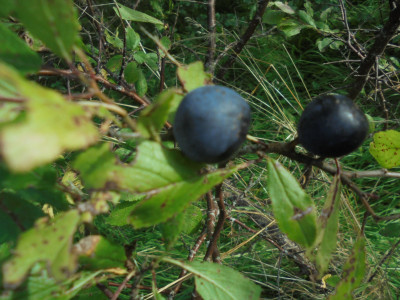 Good old fashioned Damsons