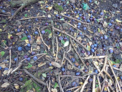 damson carpet
