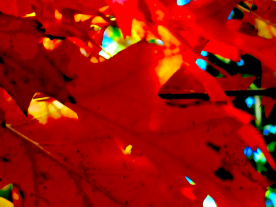 Falcon Original<br />Sunlight through Oak Leaves