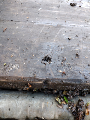 Spot the screw head!