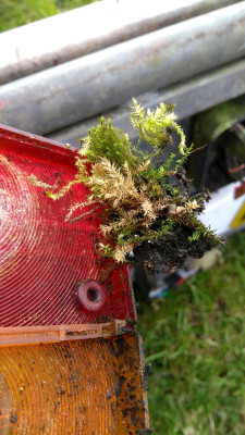 Microclimate inside a light housing ideal to support this moss!
