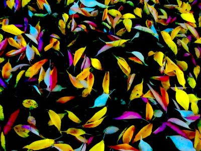 Fallen Leaves<br />Thursday November 2nd 2023