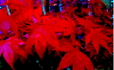 The Japanese Maple's<br />Time of the year