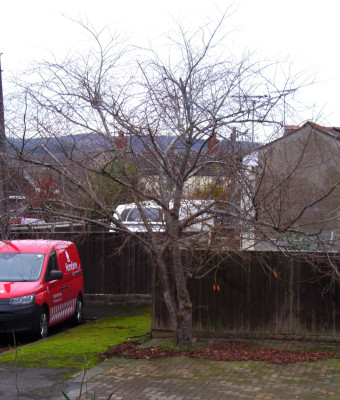 Eric's cherry tree..JPG