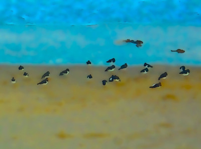 Oystercatchers at Cresswell