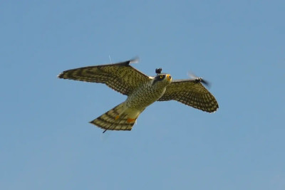 robotfalconthumbnail-1.jpg
