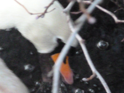 Close up Dabbles and bubbles 3