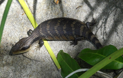 Blue tongue lizard.JPG