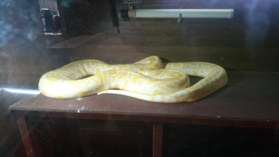 This one's not called Monty