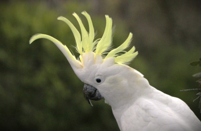 White cocky_6163.JPG