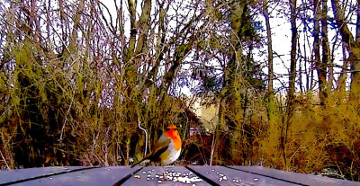 Falcon Own Work<br />Surprisingly inexpensive and effective Victure Trail Cam,  bit of wild bird food, a picnic table and some colour enhancements from a free online image editor