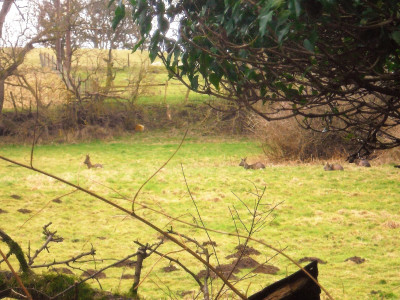 Four Deer <br />Today 5th February 2024