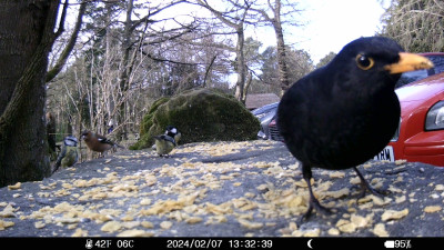POTD bird of the day.