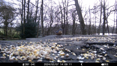 Nuthatch au naturel