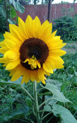 A sunflower grown by me summer before last.