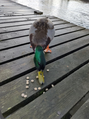 Quack - own work
