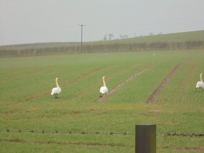 69 whooper or bewick 2.JPG