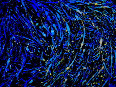 seaweed patterns.jpg