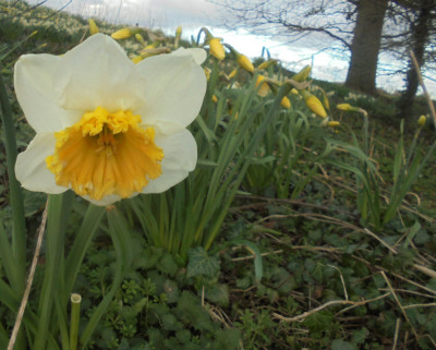 Narcissus has many forms