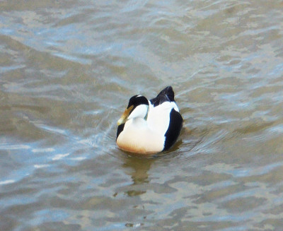 Falcon original March Eider<br />Blyth Quayside