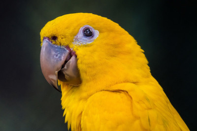 ararajuba--guaruba-guarouba------golden-parakeet-158698703-5b5a6e67c9e77c0050187aec.jpg