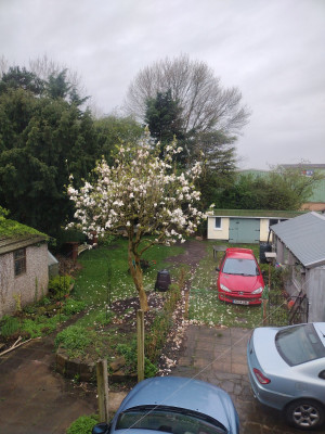 Magnolia, with 206 for scale
