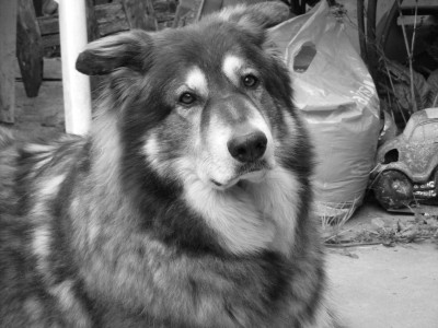 Soppy Dog ...
