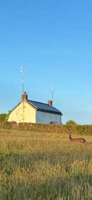 Deer - house.png