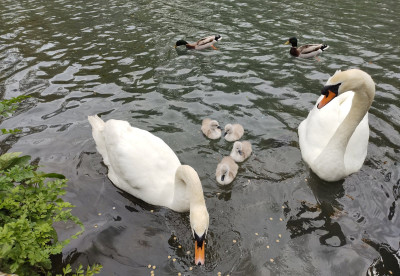 2024 crop of cygnets - own work