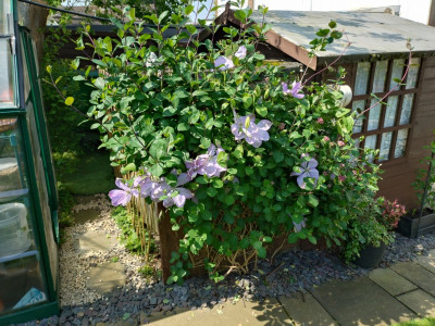 Covering the lean-to the Clematis is also thriving