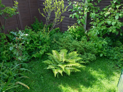 Our pet fern is doing very well in the old apple tree stump