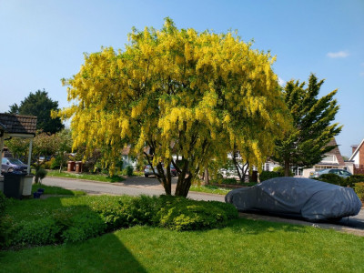 Our precious tree, the reason for keeping the MX3 covered!!