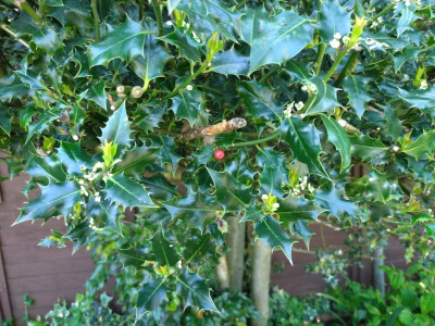 Amazingly I found one the birds have missed!