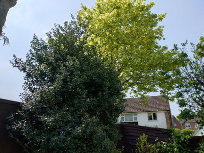 The holly bush is thriving!