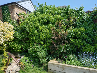 Something has overgrown the old Ivy clad fence!