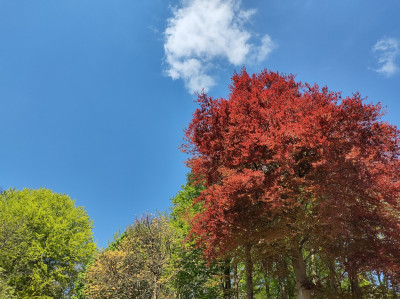 Beech weather - own work